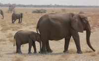 Famille d'&eacute;l&eacute;phants en Afrique