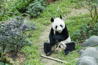 Panda g&eacute;ant mangeant du bambou